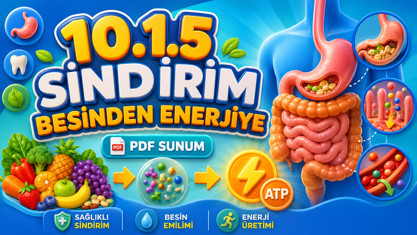 BİY.10.1.5. Canlılarda sindirim çeşitlerini ve yapılarını sınıflandırabilme - PDF Konu Anlatımı kapak görseli