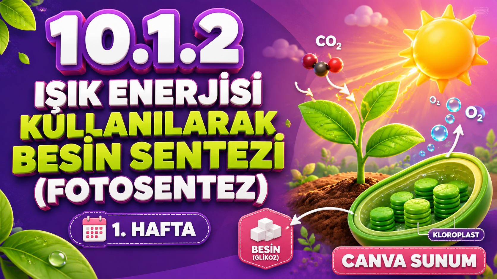 BİY.10.1.2. Fotosentez reaksiyonlarıyla ilgili bilimsel model oluşturabilme - Canva Linki kapak görseli
